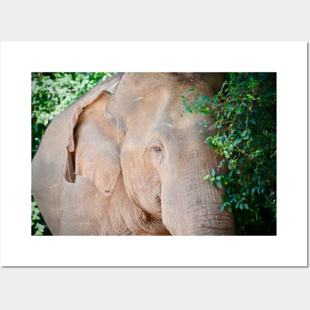 Elephant / Swiss Artwork Photography Wall Art by RaphaelWolf